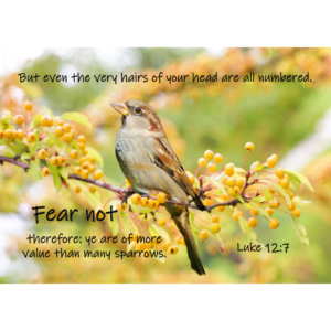 KJV Luke 12:7